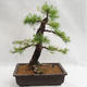 Outdoor bonsai -Larix decidua - European larch VB2019-26708 - 2/5
