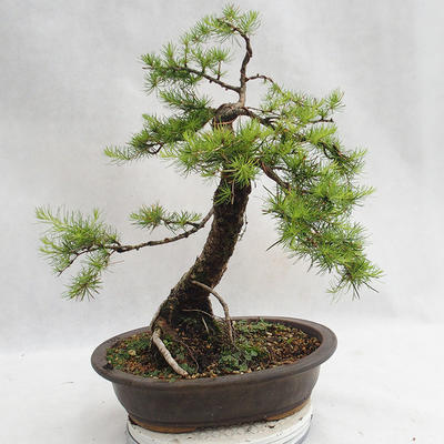 Outdoor bonsai -Larix decidua - European larch VB2019-26709 - 2
