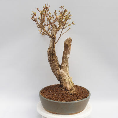 Outdoor bonsai - Forsythia - Forsythia intermedia Week End - 2