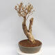 Outdoor bonsai - Forsythia - Forsythia intermedia Week End - 2/4