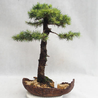 Outdoor bonsai -Larix decidua - European larch VB2019-26710 - 2