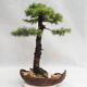 Outdoor bonsai -Larix decidua - European larch VB2019-26710 - 2/5