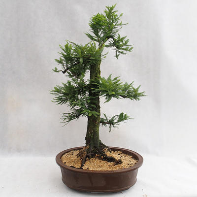 Outdoor Bonsai - Metasequoia glyptostroboides - Chinese Small Leaves Metasequoia VB2019-26711 - 2