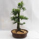 Outdoor Bonsai - Metasequoia glyptostroboides - Chinese Small Leaves Metasequoia VB2019-26711 - 2/6
