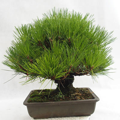 Outdoor bonsai - Pinus thunbergii Corticosa - Thunberg's pine VB2019-26712 - 2