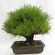 Outdoor bonsai - Pinus thunbergii Corticosa - Thunberg's pine VB2019-26712 - 2/5