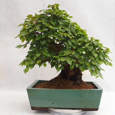 Outdoor bonsai - Korean hornbeam - Carpinus carpinoides VB2019-26715 - 2