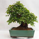 Outdoor bonsai - Korean hornbeam - Carpinus carpinoides VB2019-26715 - 2/5