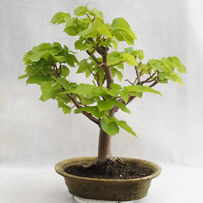 Outdoor bonsai - Heart-shaped lime - Tilia cordata 404-VB2019-26717 - 2
