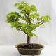 Outdoor bonsai - Heart-shaped lime - Tilia cordata 404-VB2019-26717 - 2/5