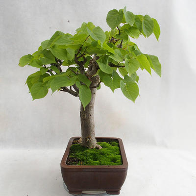 Outdoor bonsai - Heart-shaped lime - Tilia cordata 404-VB2019-26718 - 2