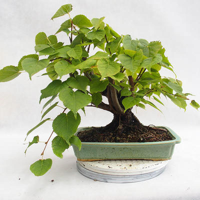 Outdoor bonsai - Heart-shaped lime - Tilia cordata 404-VB2019-26719 - 2