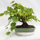 Outdoor bonsai - Heart-shaped lime - Tilia cordata 404-VB2019-26719 - 2/5