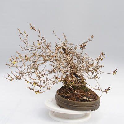 Outdoor bonsai - Forsythia - Forsythia intermedia maluch - 2