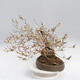 Outdoor bonsai - Forsythia - Forsythia intermedia maluch - 2/5