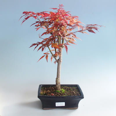 Outdoor bonsai - Acer palm. Atropurpureum-Japanese Maple Red 408-VB2019-26725 - 2