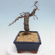 Outdoor bonsai -Larix decidua - Larch - 2/5