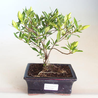 Indoor bonsai - Gardenia jasminoides-Gardenia PB2201167 - 2