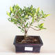 Indoor bonsai - Gardenia jasminoides-Gardenia PB2201167 - 2/2