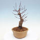 Outdoor bonsai - Maple palmatum DESHOJO - Japanese Maple - 2/6