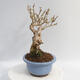 Outdoor bonsai - Forsythia - Forsythia intermedia Week End - 2/5