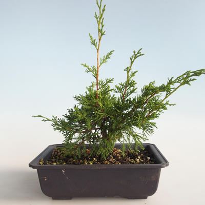 Outdoor bonsai - Juniperus chinensis Itoigava-Chinese juniper VB2019-26890 - 2