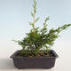 Outdoor bonsai - Juniperus chinensis Itoigava-Chinese juniper VB2019-26890 - 2/3