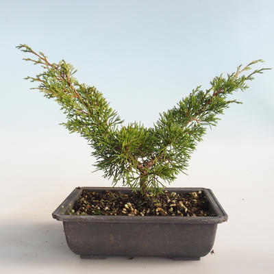 Outdoor bonsai - Juniperus chinensis Itoigava-Chinese juniper VB2019-26893 - 2