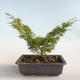 Outdoor bonsai - Juniperus chinensis Itoigava-Chinese juniper VB2019-26893 - 2/3