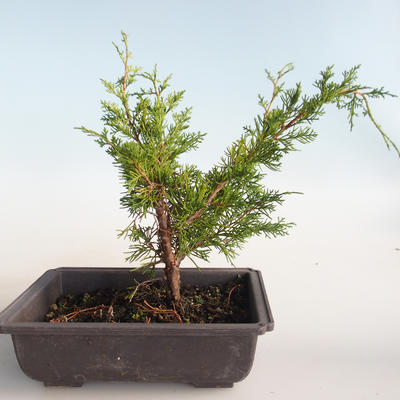Outdoor bonsai - Juniperus chinensis Itoigava-Chinese juniper VB2019-26896 - 2