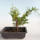 Outdoor bonsai - Juniperus chinensis Itoigava-Chinese juniper VB2019-26896 - 2/3