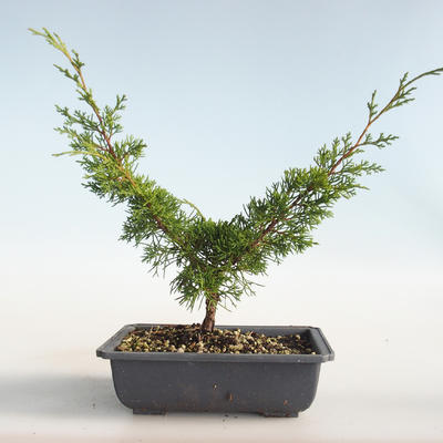 Outdoor bonsai - Juniperus chinensis Itoigava-Chinese juniper VB2019-26898 - 2