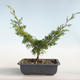 Outdoor bonsai - Juniperus chinensis Itoigava-Chinese juniper VB2019-26898 - 2/3