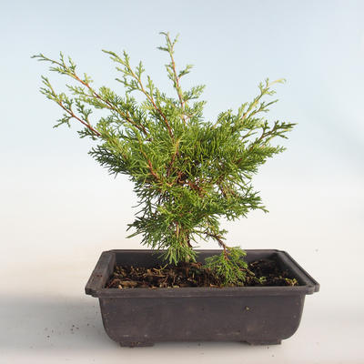 Outdoor bonsai - Juniperus chinensis Itoigava-Chinese juniper VB2019-26899 - 2