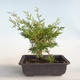 Outdoor bonsai - Juniperus chinensis Itoigava-Chinese juniper VB2019-26899 - 2/3