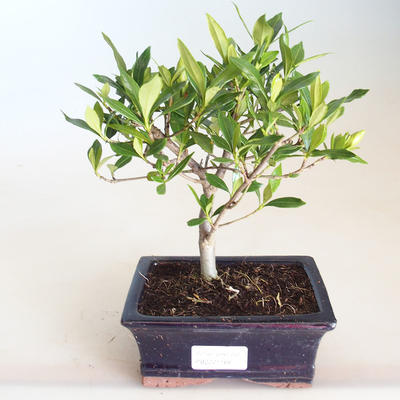 Indoor bonsai - Gardenia jasminoides-Gardenia PB2201168 - 2