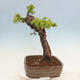 Outdoor bonsai - Larix decidua - Deciduous larch - 2/7