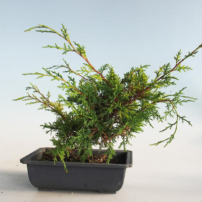 Outdoor bonsai - Juniperus chinensis Itoigava-Chinese juniper VB2019-26907 - 2