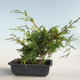 Outdoor bonsai - Juniperus chinensis Itoigava-Chinese juniper VB2019-26907 - 2/3