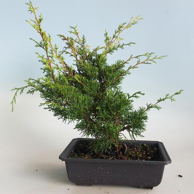 Outdoor bonsai - Juniperus chinensis Itoigava-Chinese juniper VB2019-26913 - 2