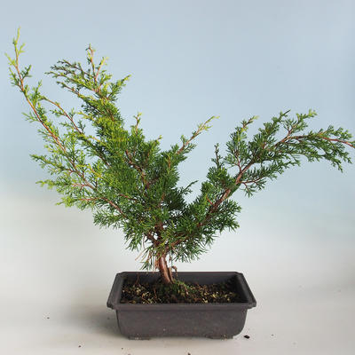 Outdoor bonsai - Juniperus chinensis Itoigava-Chinese juniper VB2019-26914 - 2