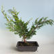 Outdoor bonsai - Juniperus chinensis Itoigava-Chinese juniper VB2019-26914 - 2/3