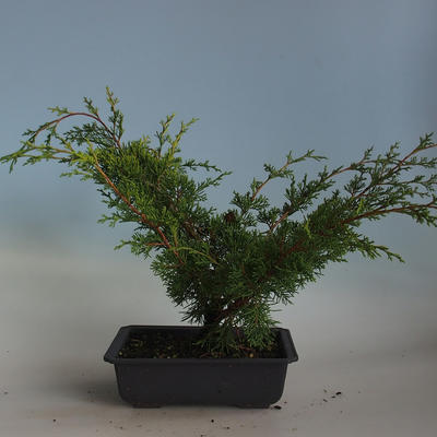 Outdoor bonsai - Juniperus chinensis Itoigava-Chinese juniper VB2019-26918 - 2