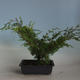 Outdoor bonsai - Juniperus chinensis Itoigava-Chinese juniper VB2019-26918 - 2/3