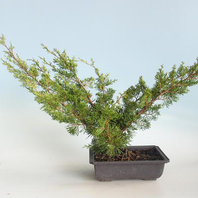 Outdoor bonsai - Juniperus chinensis Itoigava-Chinese juniper VB2019-26922 - 2