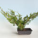 Outdoor bonsai - Juniperus chinensis Itoigava-Chinese juniper VB2019-26922 - 2/3
