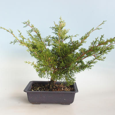 Outdoor bonsai - Juniperus chinensis Itoigava-Chinese juniper VB2019-26923 - 2