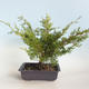 Outdoor bonsai - Juniperus chinensis Itoigava-Chinese juniper VB2019-26923 - 2/3