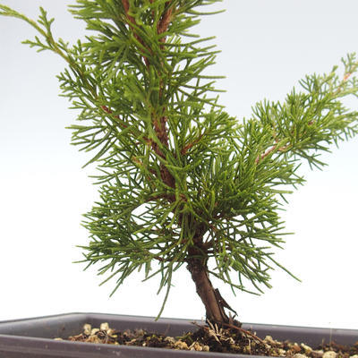 Outdoor bonsai - Juniperus chinensis Itoigawa-Chinese juniper VB2019-26973 - 2