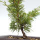 Outdoor bonsai - Juniperus chinensis Itoigawa-Chinese juniper VB2019-26973 - 2/2